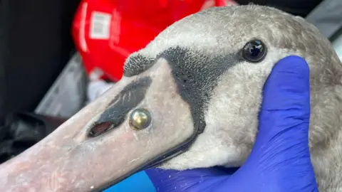 Blyth Wildlife Trust A picture of a swan's head, which is being held by a blue-gloved hand. The swan is grey in colour indicating it is fairly young. A gold-coloured ball bearing is embedded in its beak close to its face.