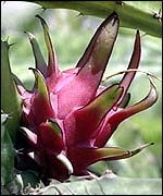 Vine cactus TVE 