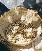 Peanut harvest