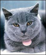 Burmese cat, BBC