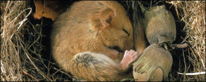 mammal_box_top.jpg