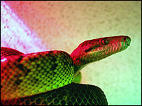 Snake