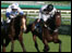 Horses at Cheltenham Racecourse