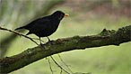 Blackbird. Photo: Tom Richards