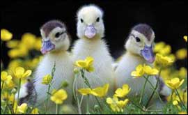 Three ducklings