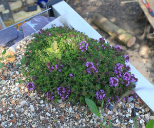 Thyme