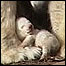 Filhote de urso no zoológico de Nuremberg