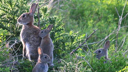 rabbits_ken_bray.jpg
