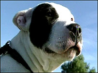 Woof woof