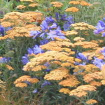 Yarrow