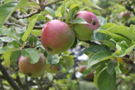 apples.jpg