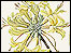 Rhododendron luteum © S. Nicholls