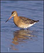 A godwit on the Exe Estuary