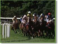 Racehorses