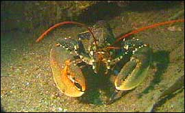 Lobster 