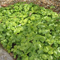 Waldsteinia