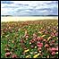Machair