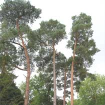 Pinus sylvestris