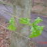 New Oak