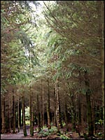Douglas Fir