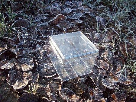 frosty_leaves.JPG