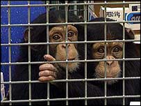 Macacos em laboratórios