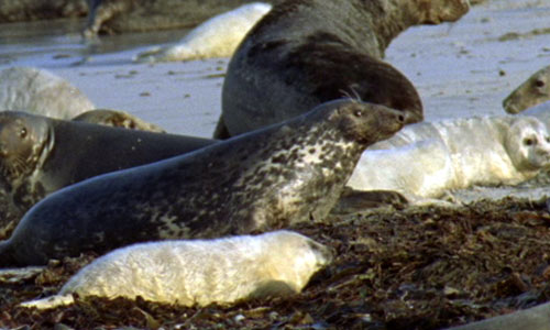 grey_seal.jpg