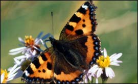 butterfly