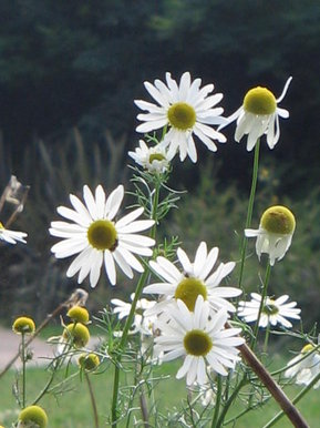 Daisy