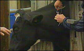Cattle