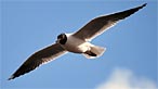 Black headed gull. Photo: Ian Keattch