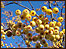 Berries by Mark Salisbury
