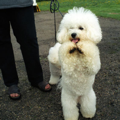 Dame Sally's Poodle