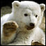 ursinho Knut