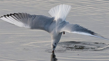 gull_happysnapper63.jpg