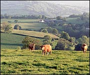 Scenery - the Blackdown Hills