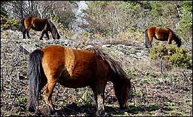 Dartmoor ponies