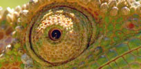 a chameleon