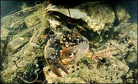 Lobster caught in a fishing line 