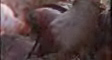 akie's video screenshot thumbnail
