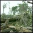 Amazônia