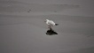 Another bird on the Clyde, 8 January 2010