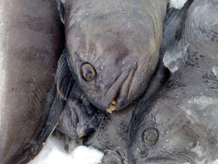 fish_trawler.JPG