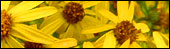 Yellow flowers.