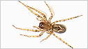 Spider c/o Jane Longhorn