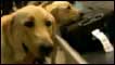 Cães farejadores clonados
