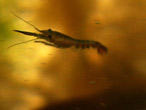 Young lobster