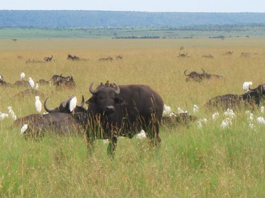 Buffalos