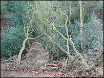Collapsed trees