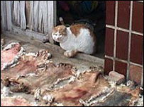 猫皮地摊